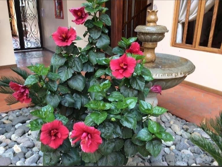 Casa Hibiscus Boutique Hotel Cuenca Kültér fotó